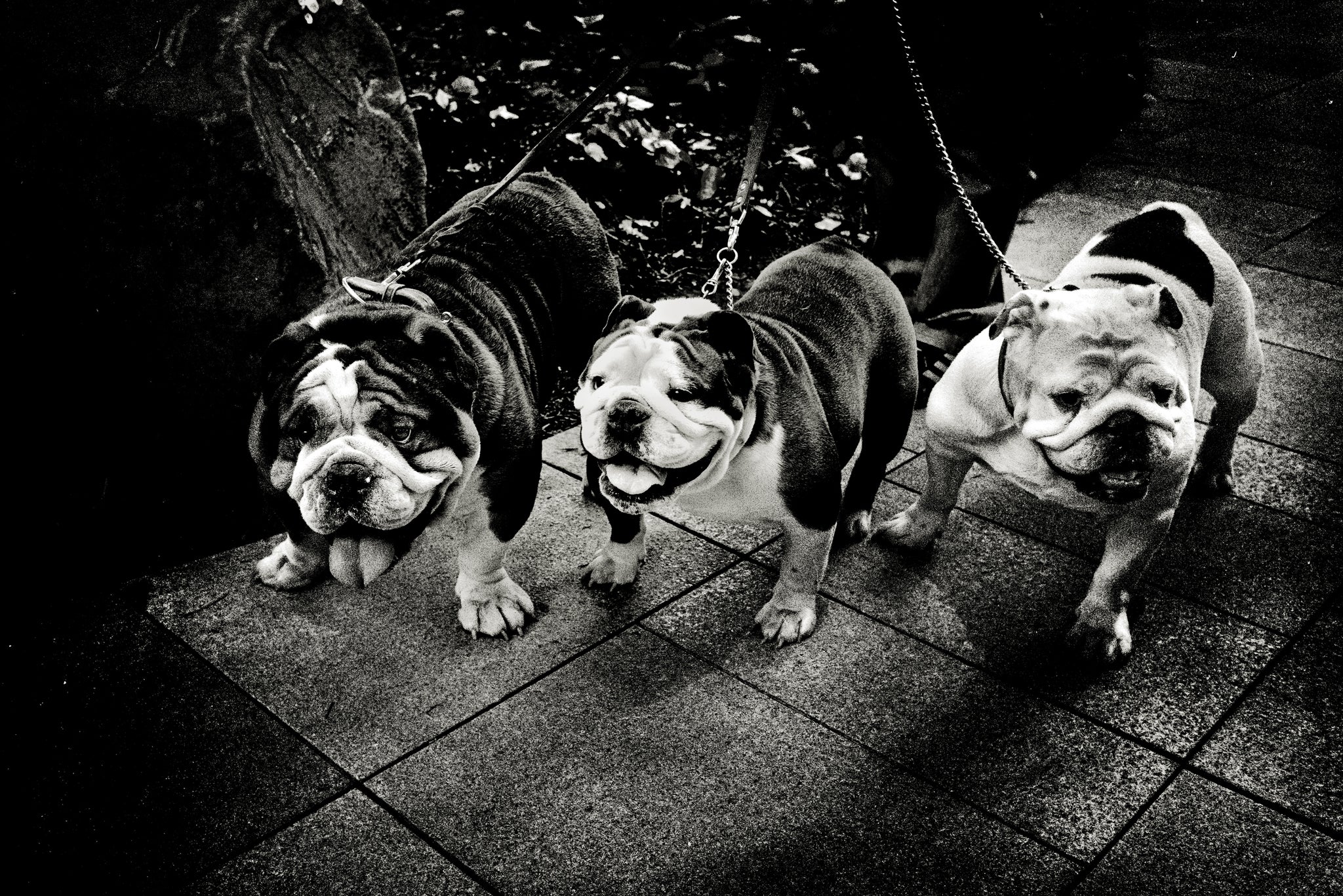 Happy dogs, Tokyo by Andreas H. Bitesnich, limited edition photography