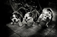 Happy dogs, Tokyo