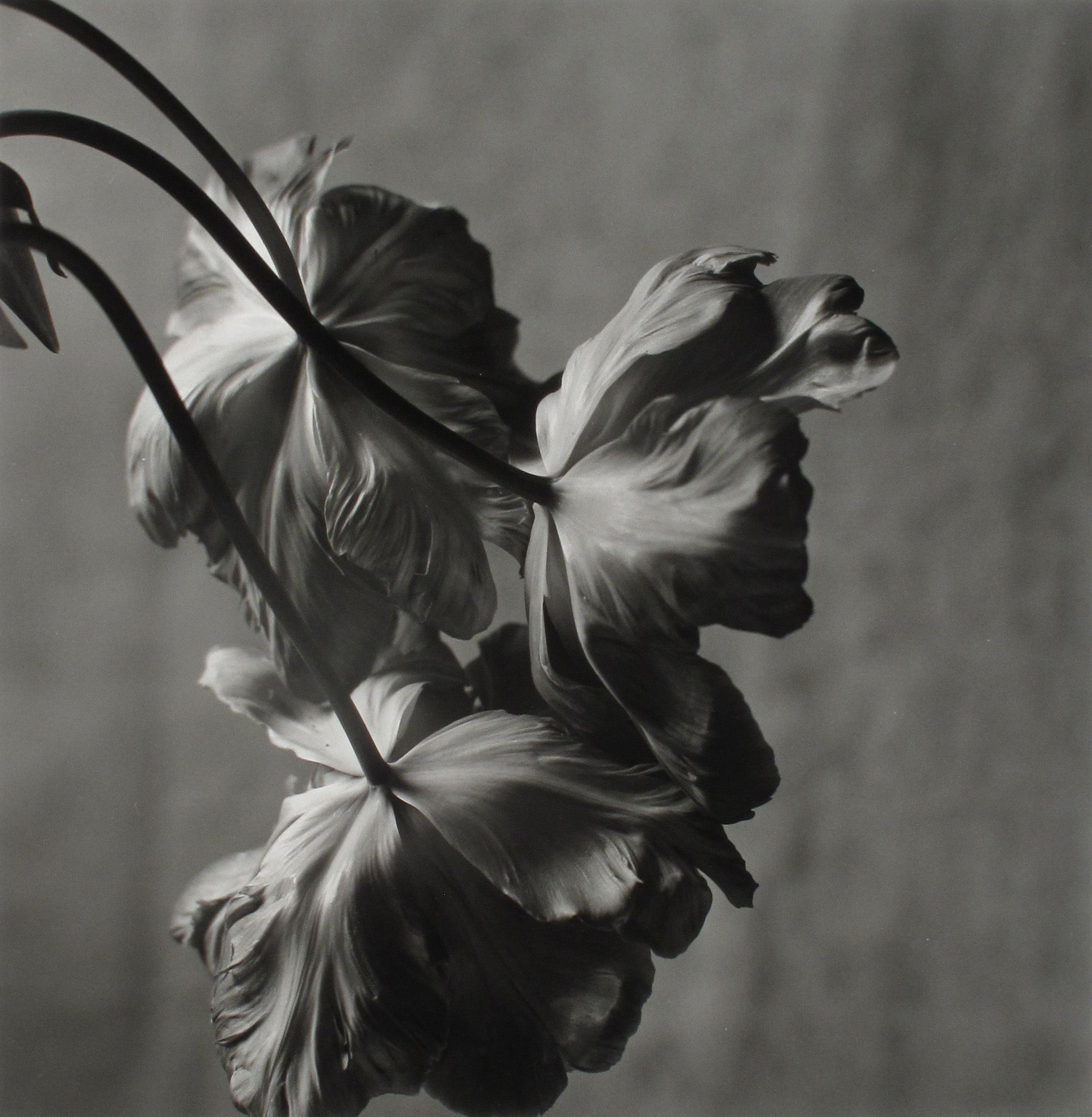 Tulipes II by Christian Coigny, limited edition photography