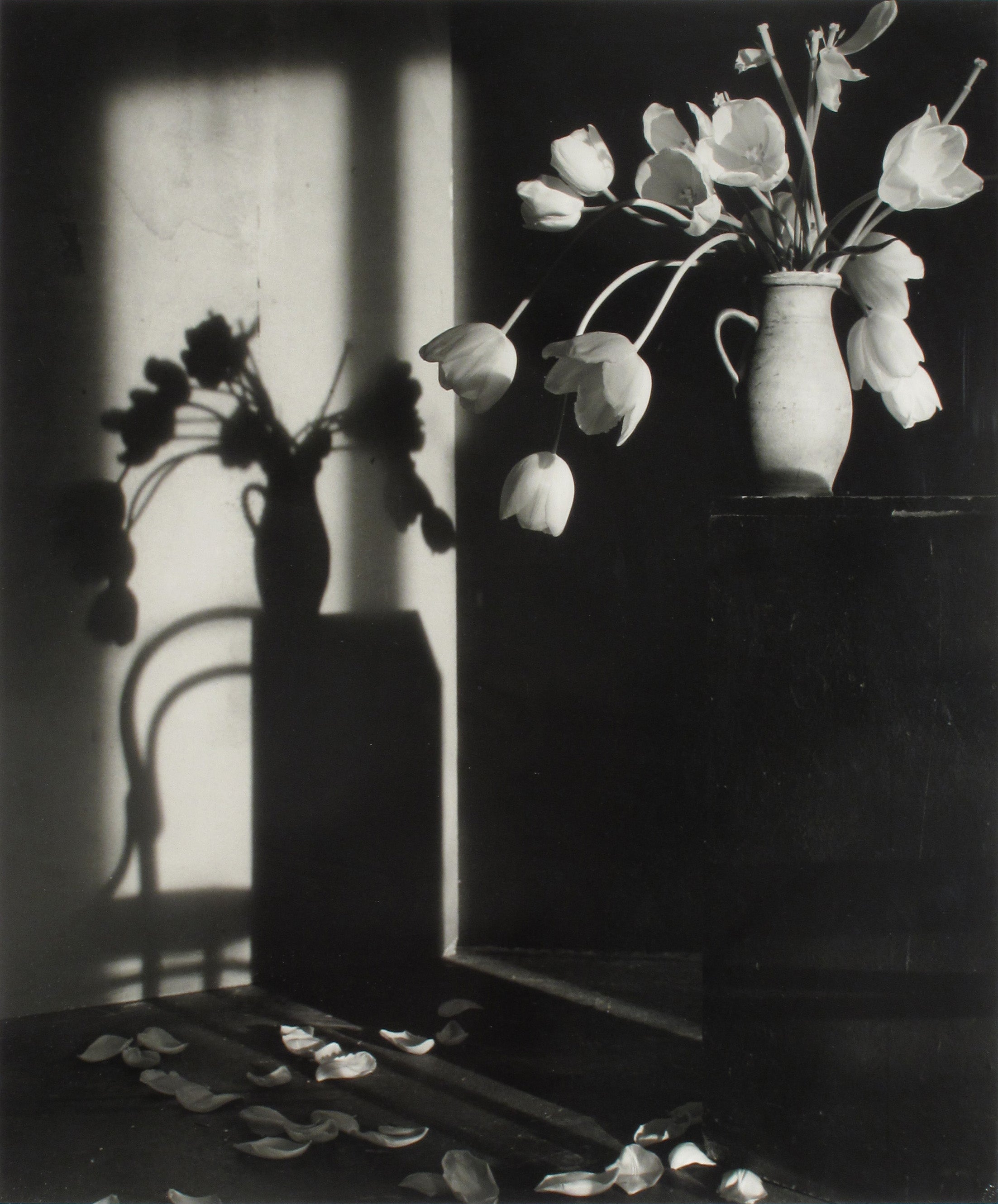 Tulipes IV by Christian Coigny, limited edition photography