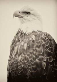 Royal Eagle