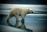 Bear Three – Arctic 2008 (ref. T3Z9099)