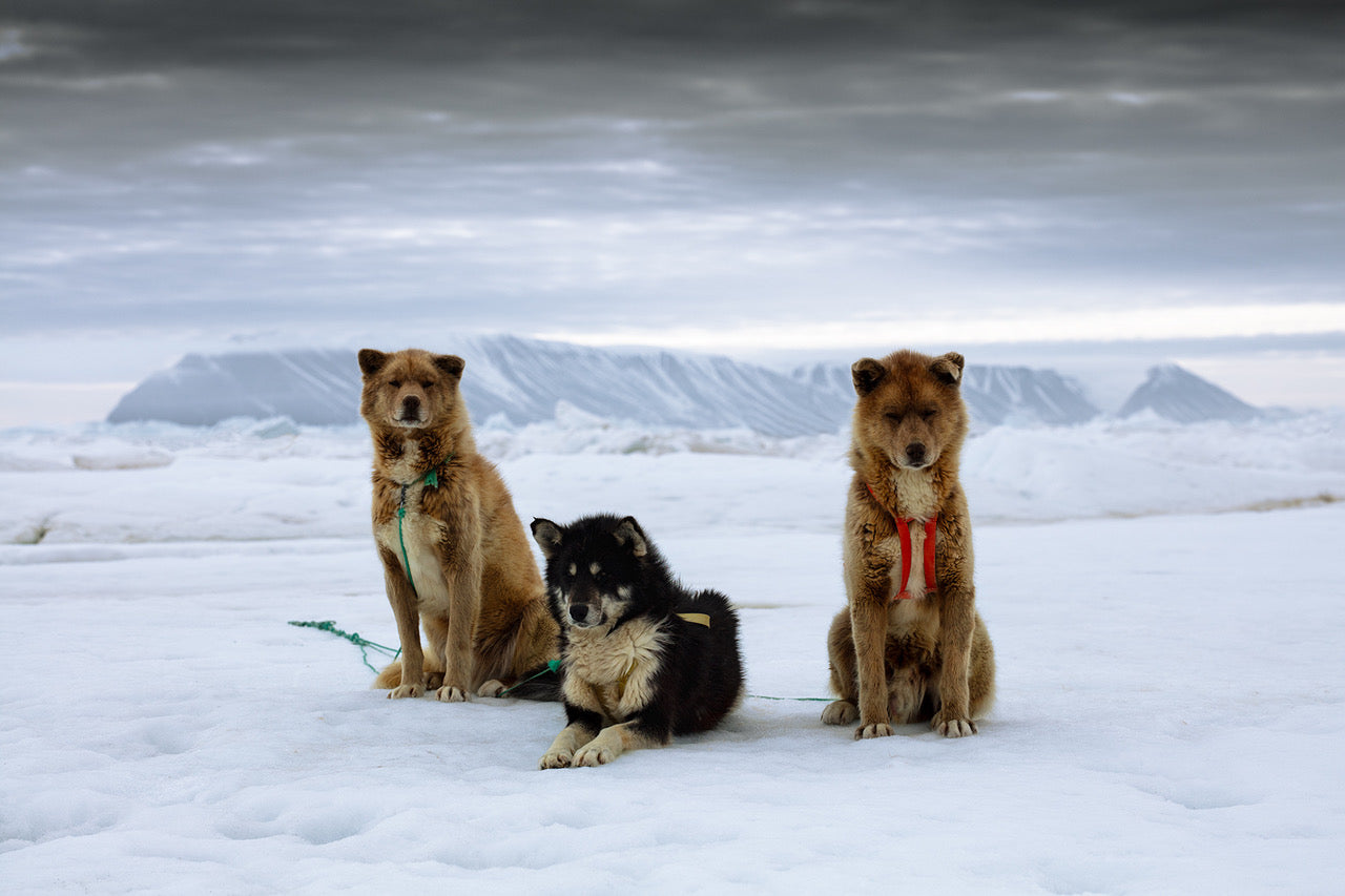 Qaanaaq Dogs by Sebastian Copeland, limited edition photography