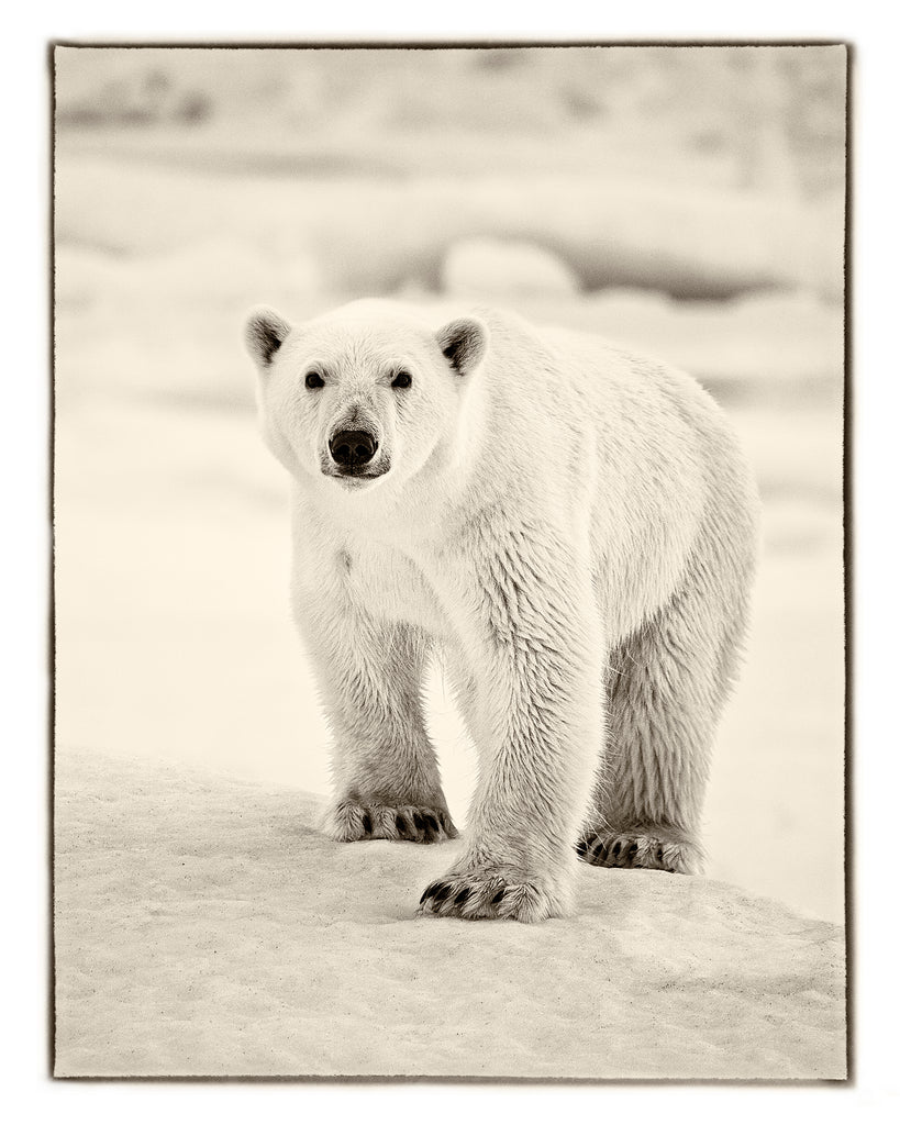 Bear One (B&W)