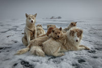 Qaanaaq Dogs Two