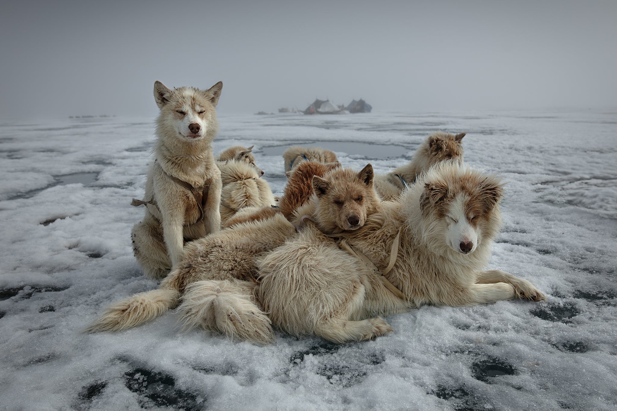 Qaanaaq Dogs Two by Sebastian Copeland, limited edition photography