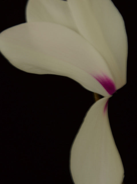 Cyclamen Persicum Hybrida by Patrizio di Renzo, limited edition photography
