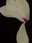 Cyclamen Persicum Hybrida