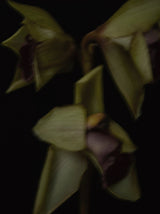 Cymbidium Cooksbridge