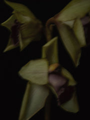 Cymbidium Cooksbridge by Patrizio di Renzo, limited edition photography