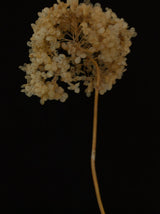 Hydrangea Arborescencs