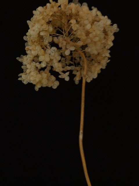 Hydrangea Arborescencs by Patrizio di Renzo, limited edition photography