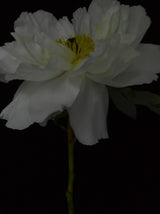 Paeonia Suffruticosa Hybrida