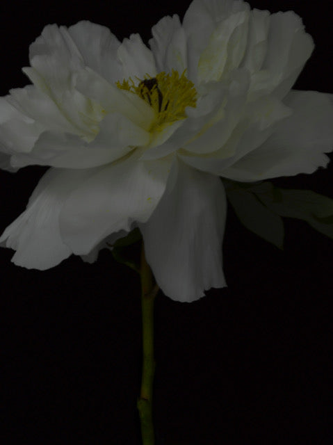 Paeonia Suffruticosa Hybrida by Patrizio di Renzo, limited edition photography