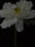 Paeonia Suffruticosa Hybrida by Patrizio di Renzo, limited edition photography