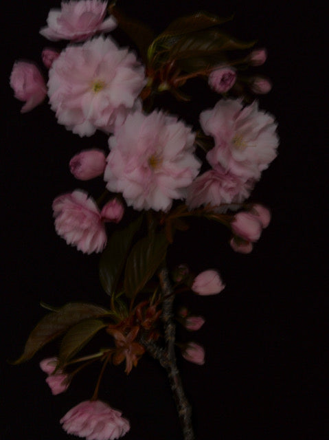Prunus Serrulata by Patrizio di Renzo, limited edition photography
