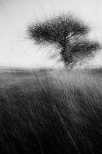 Pibemoelle #4