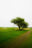 Pibemoelle #1 by Jacob Gils, limited edition photography