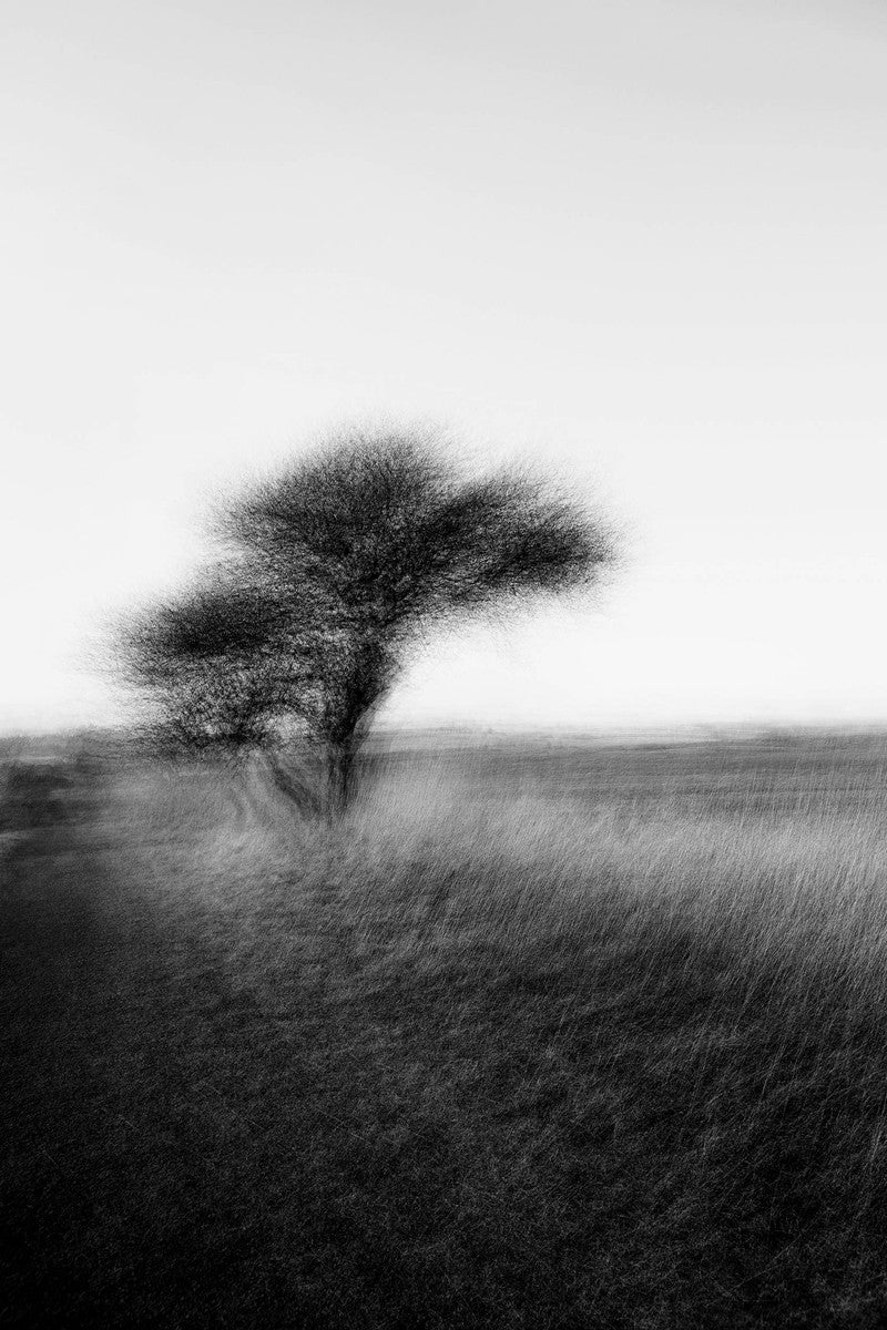 Pibemoelle #5 by Jacob Gils, limited edition photography