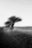 Pibemoelle #5 by Jacob Gils, limited edition photography