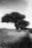 Pibemoelle #6 by Jacob Gils, limited edition photography