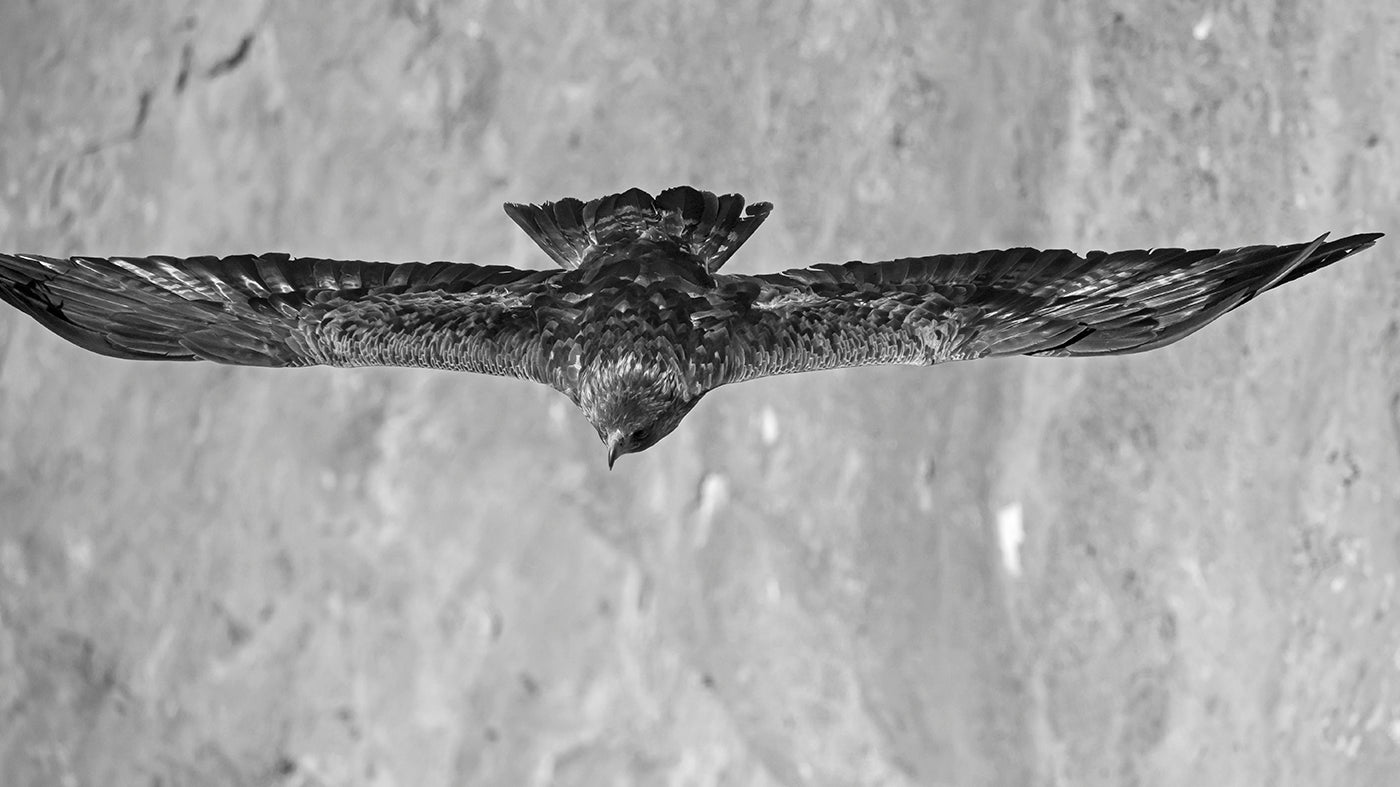 Golden Eagle # 322