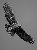 Golden Eagle # 1308