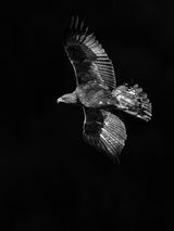 Golden Eagle # 2434