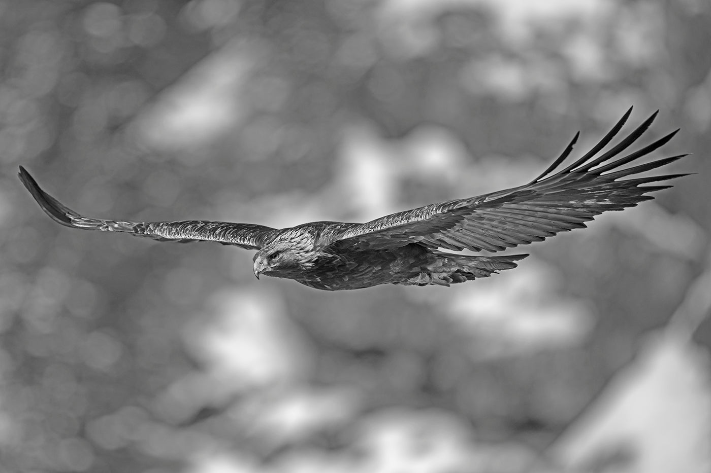 Golden Eagle # 3030