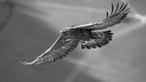 Golden Eagle # 5132