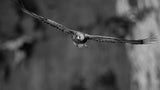 Golden Eagle # 7200