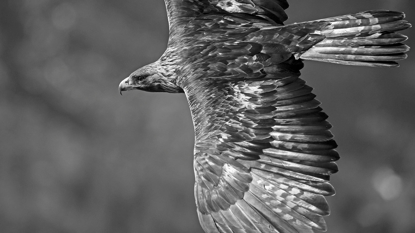 Golden Eagle # 7765
