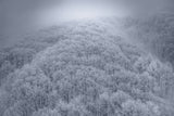 Fairy Forest I