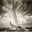 Velsheda vs Endeavor, Antigua,West Indies by Michael Kahn, limited edition photography