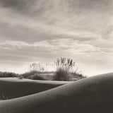 Atlantic Dunes
