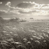 Phragmites