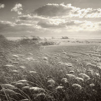 Phragmites