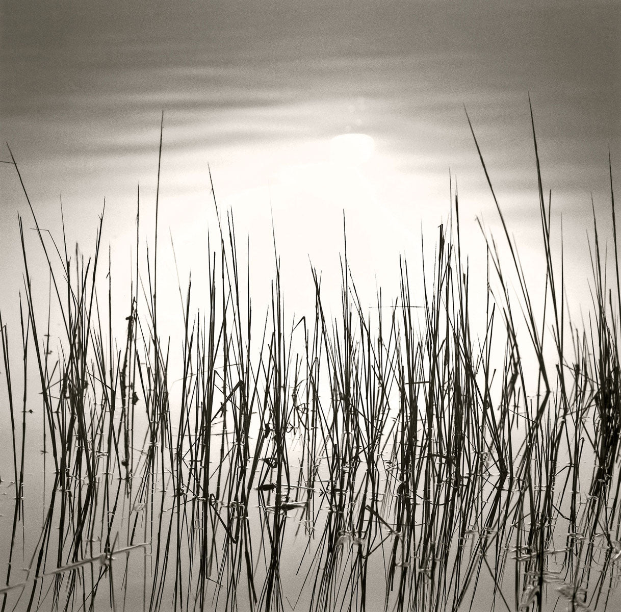 Reeds, Martha’s Vineyard