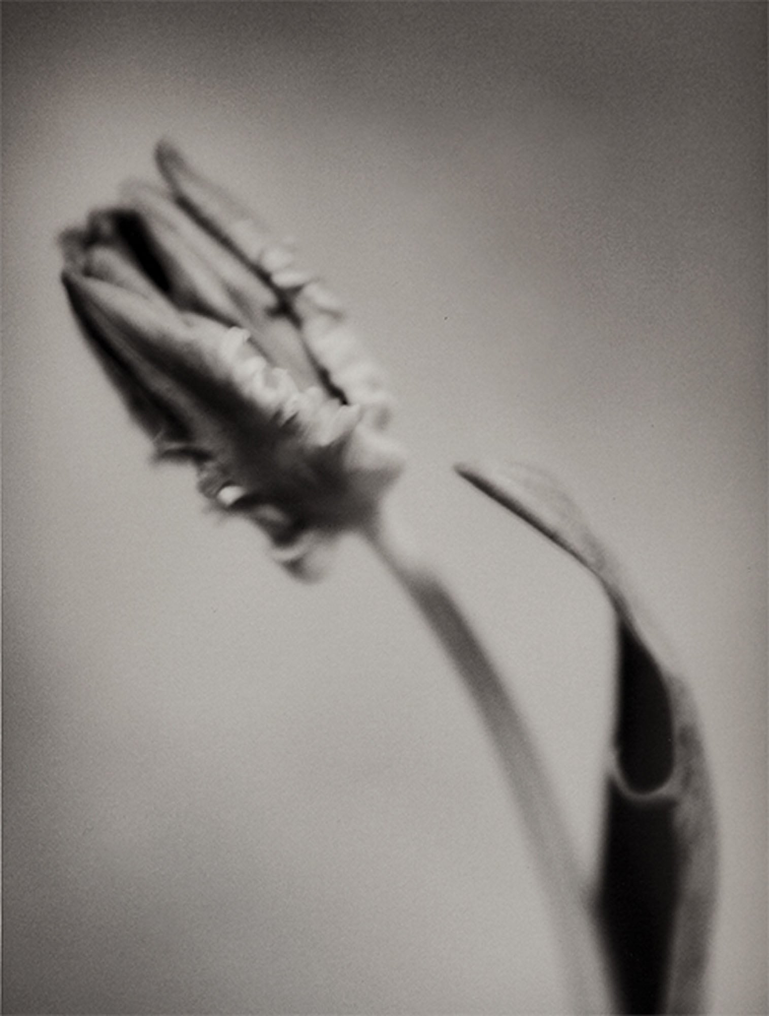 Parrot Tulip by Silke Lauffs, limited edition photography