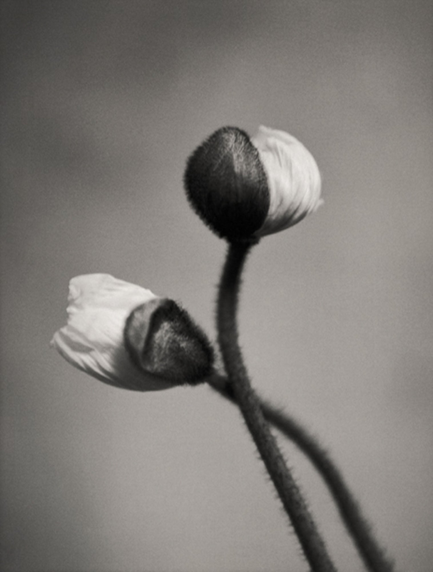Poppy by Silke Lauffs, limited edition photography
