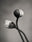 Poppy by Silke Lauffs, limited edition photography