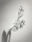 Hyacinth #2 by Silke Lauffs, limited edition photography