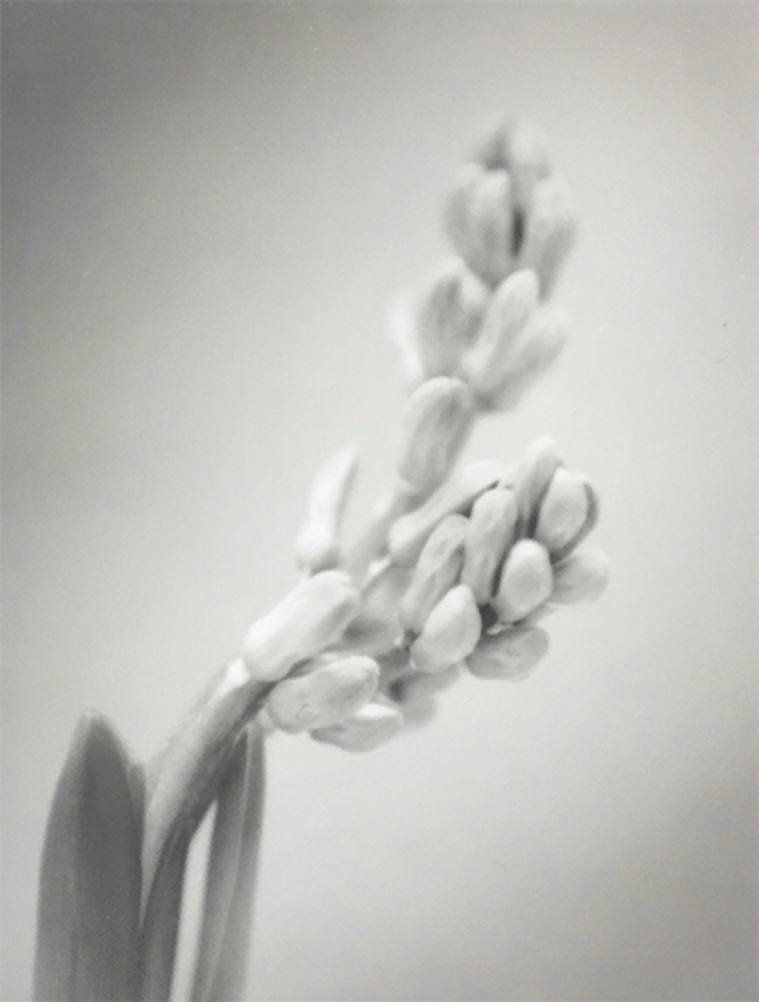 Hyacinth #2