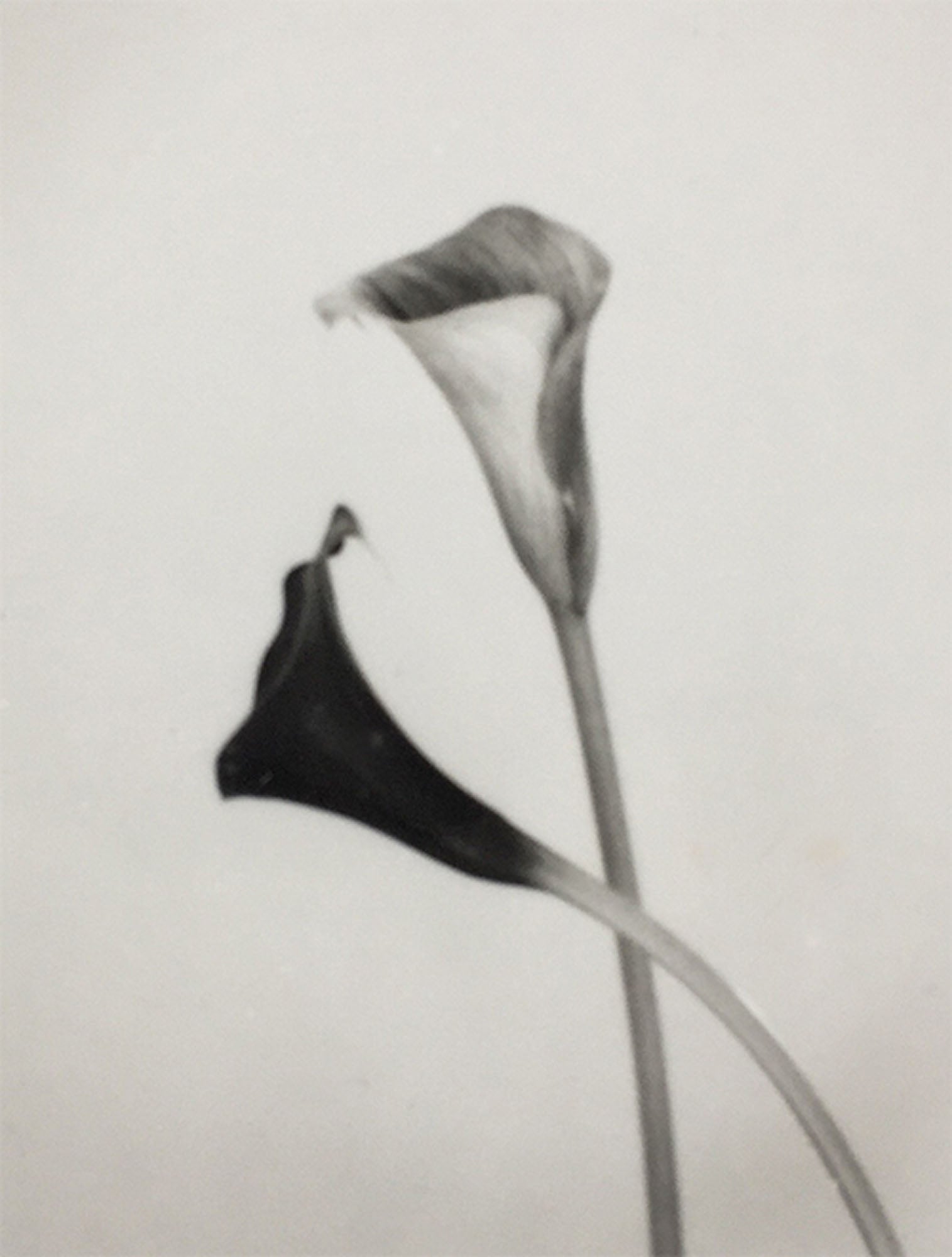 Calla #2 by Silke Lauffs, limited edition photography
