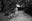 A Walk With Arthur (b&w) by Marc Lagrange, limited edition photography