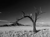 Namib Tree (b&w)