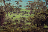 Ngorongoro (colour)