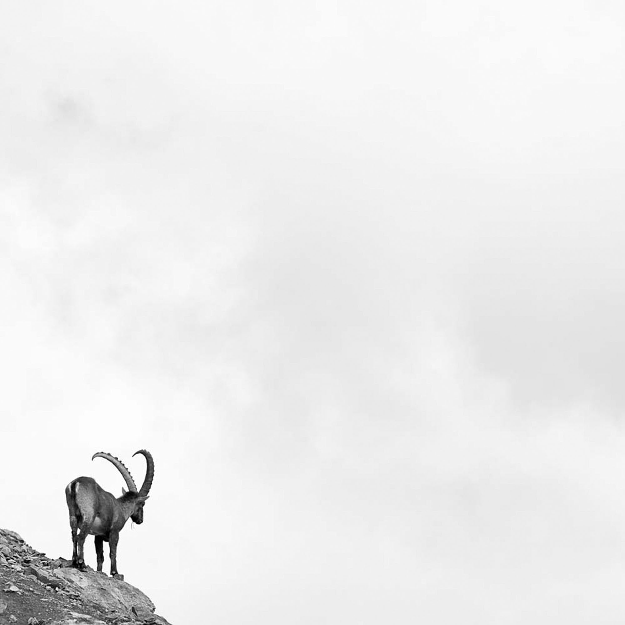 Capra Ibex Nr. 5, Switzerland