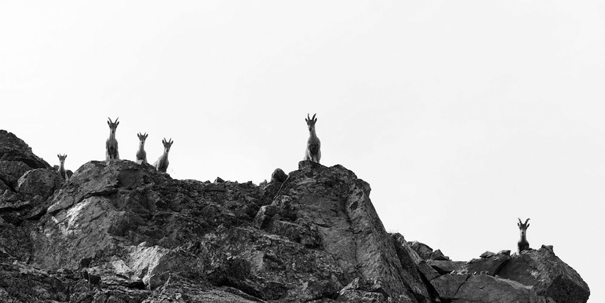 Capra Ibex Nr. 11, Switzerland