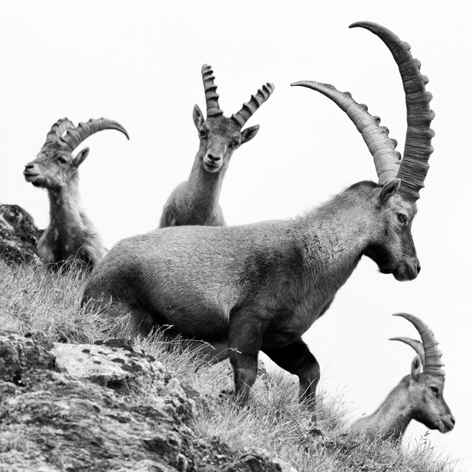 Capra Ibex Nr. 7, Switzerland by Peter Mathis, limited edition photography